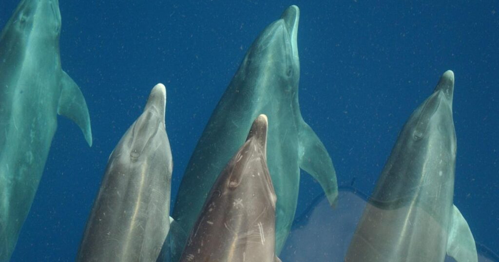 Whale populations still in decline 10 years after BP spill | Environment